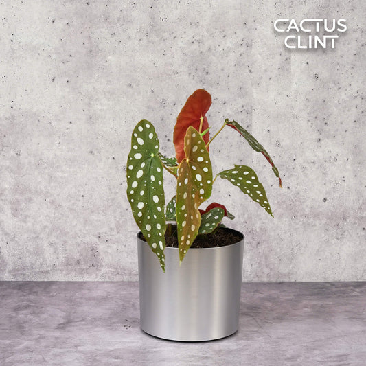 Begonia 'Maculata' | Cactus Clint