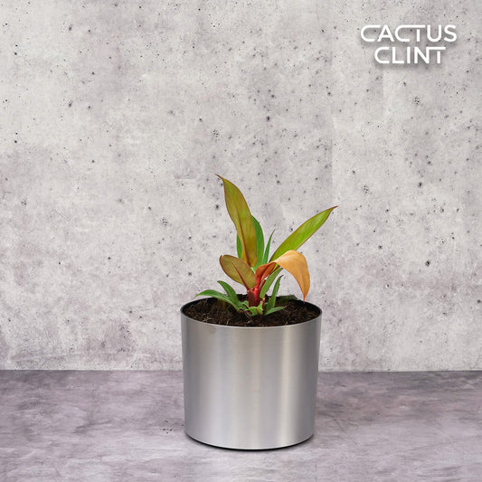Philodendron 'Prince of Orange' | Cactus Clint