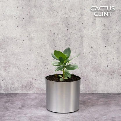 Clusia 'Princess' (Autograph Plant)