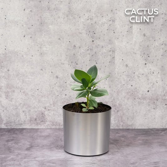 Clusia 'Princess' (Autograph Plant) | Cactus Clint