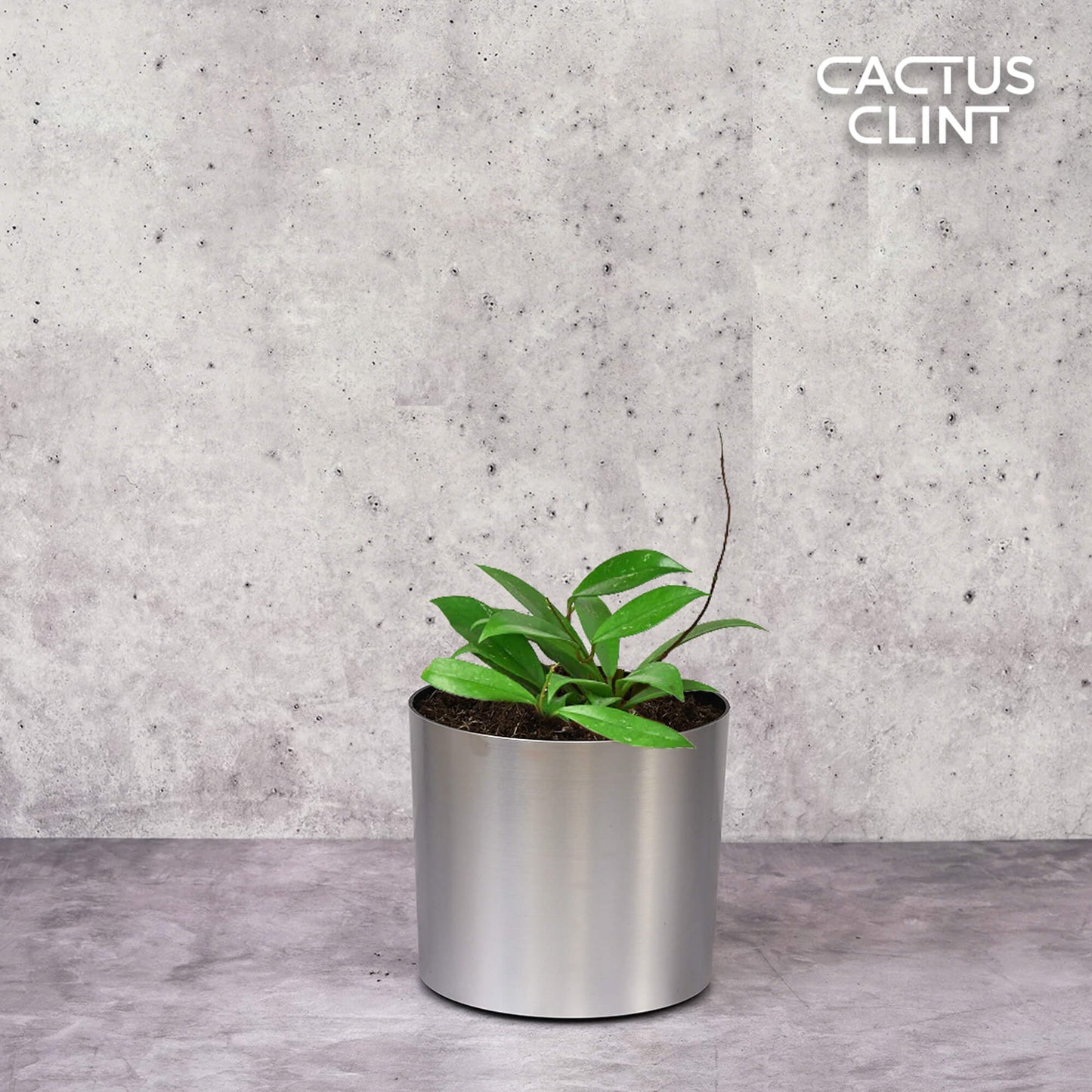 Hoya 'Publicalyx' | Cactus Clint
