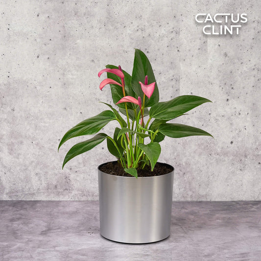Anthurium 'Purple' | Cactus Clint