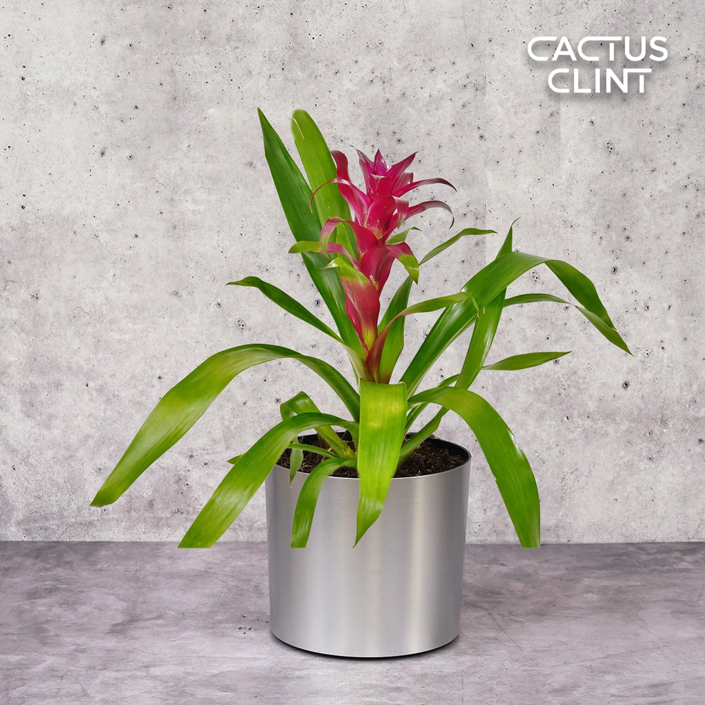 Bromeliad Guzmania 'Purple' - 4" Pot | Cactus Clint
