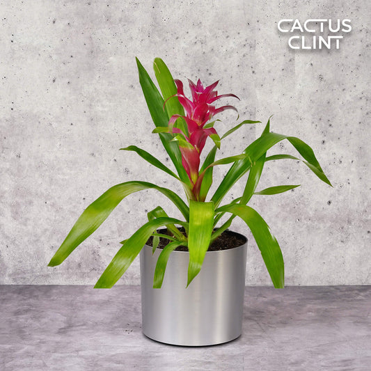 Bromeliad Guzmania 'Purple' - 4" Pot | Cactus Clint