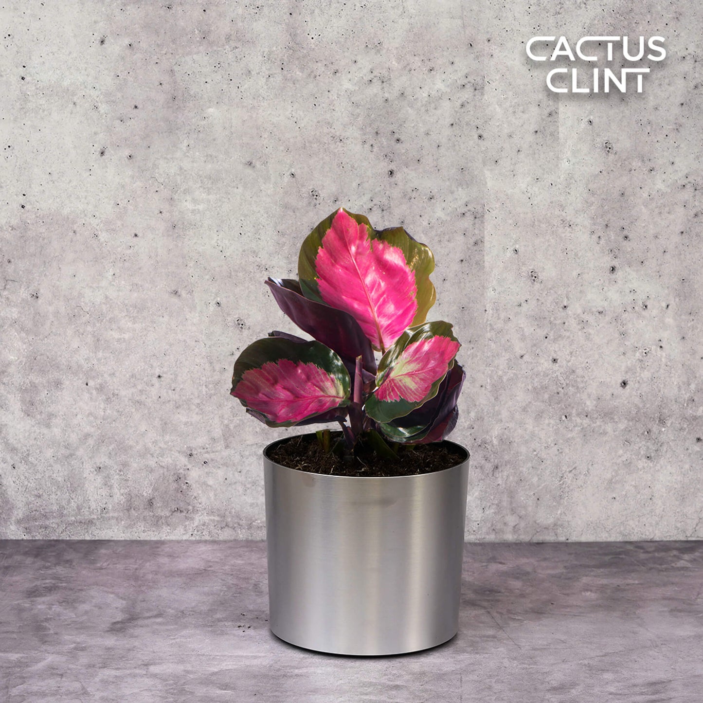 Calathea 'Purple Rose' | Cactus Clint