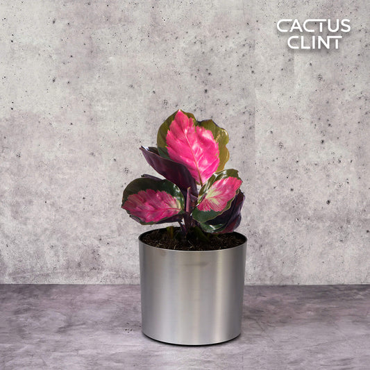 Calathea 'Purple Rose' | Cactus Clint