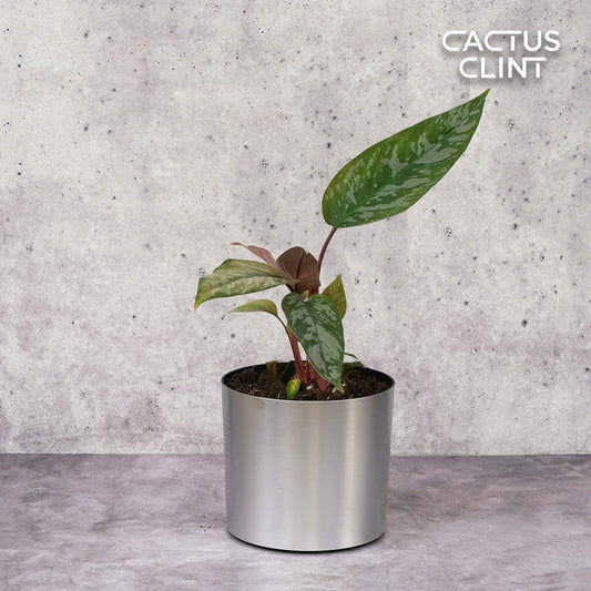 Apoballis 'Purple Sword' | Cactus Clint