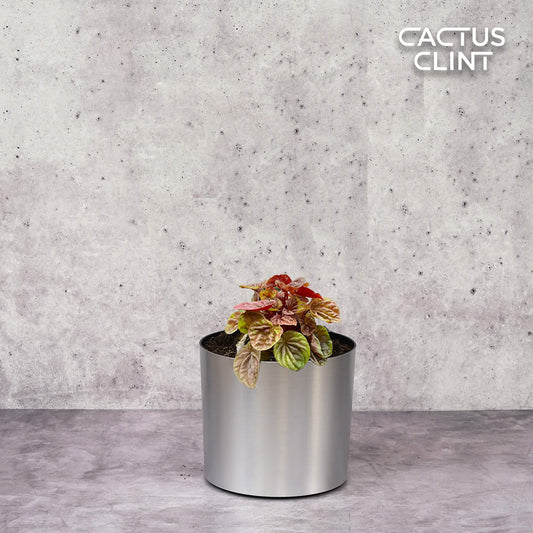 Peperomia 'Quito' | Cactus Clint