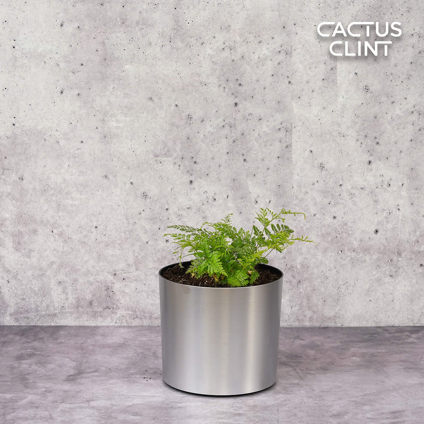 Rabbit's Foot Fern | Cactus Clint