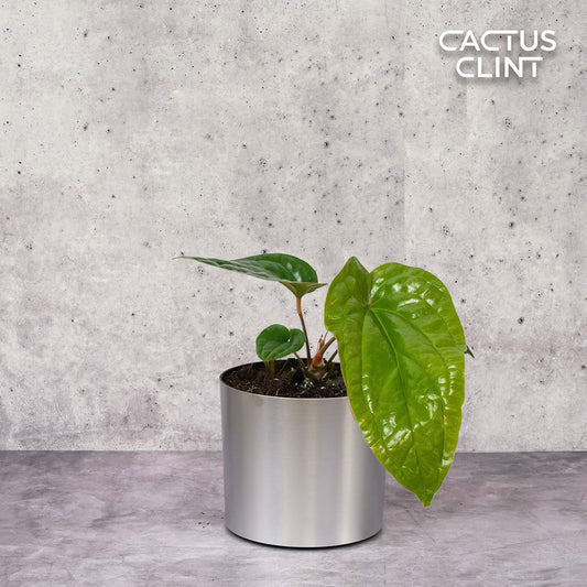 Anthurium 'Radicans x Luxurians' | Cactus Clint