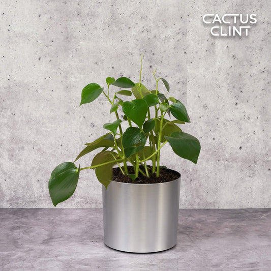 Peperomia 'Raindrop' | Cactus Clint