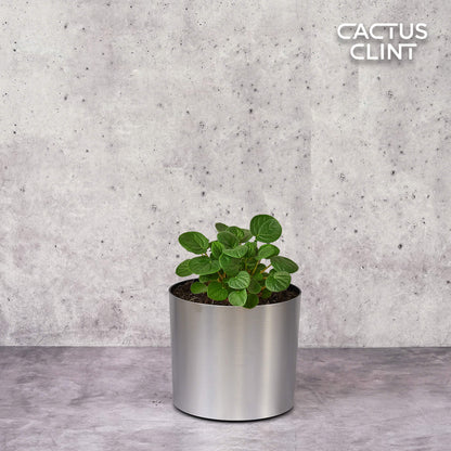 Peperomia 'Rana Verde'