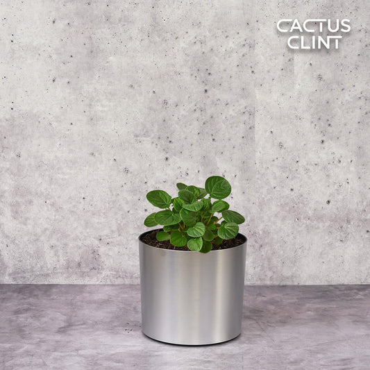 Peperomia 'Rana Verde' | Cactus Clint
