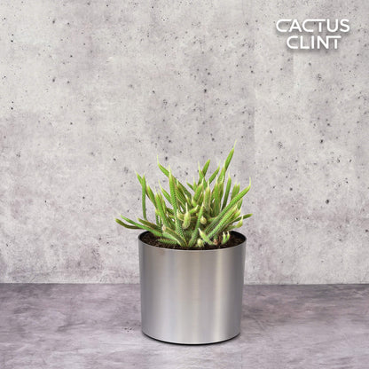 Rat Tail Cactus