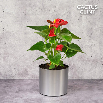 Anthurium 'Red'