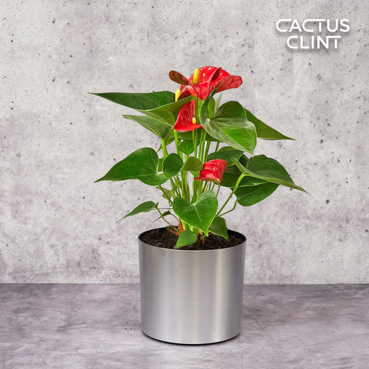 Anthurium 'Red' | Cactus Clint
