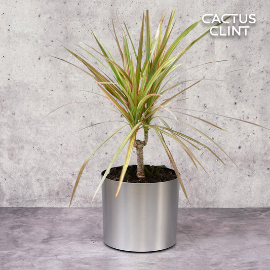 Dracaena 'Red Margined' - 4" Pot | Cactus Clint