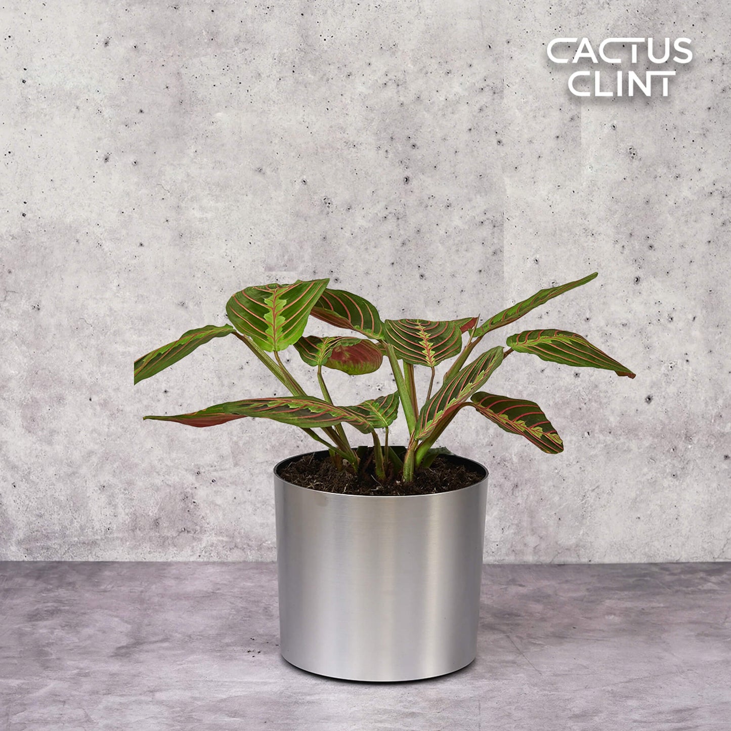 Maranta Red Prayer | Cactus Clint