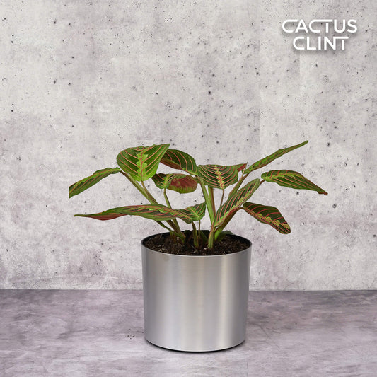 Maranta Red Prayer | Cactus Clint