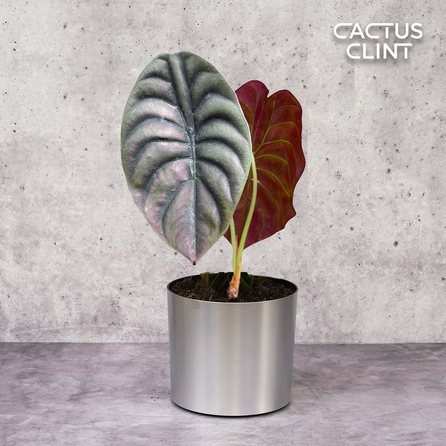 Alocasia 'Red Secret' | Cactus Clint