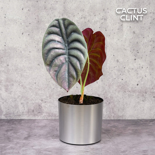 Alocasia 'Red Secret' | Cactus Clint