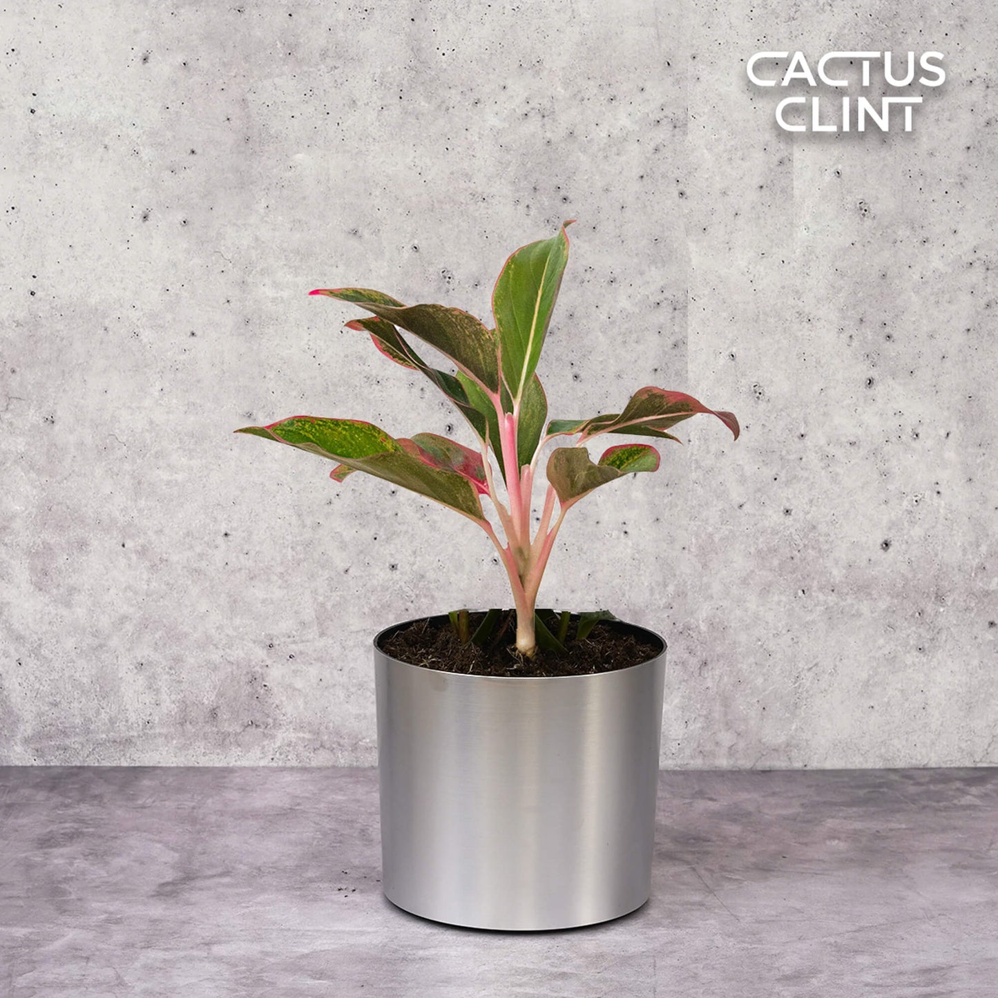 Chinese Evergreen 'Red Siam' | Cactus Clint