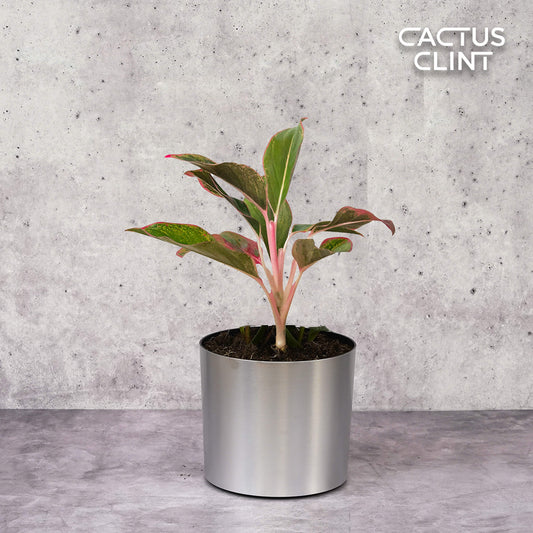 Chinese Evergreen 'Red Siam' | Cactus Clint