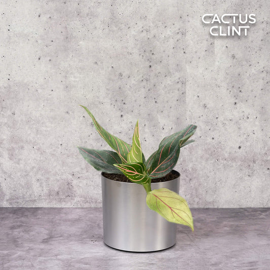 Chinese Evergreen 'Red Vein' | Cactus Clint
