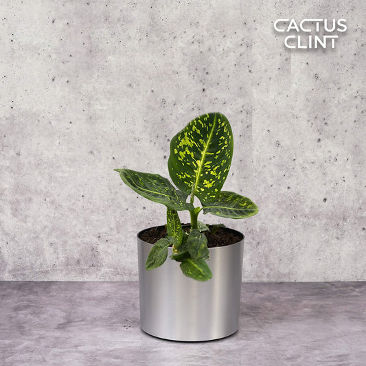 Dieffenbachia 'Reflector' | Cactus Clint