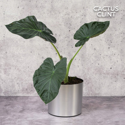 Alocasia 'Regal Shields'