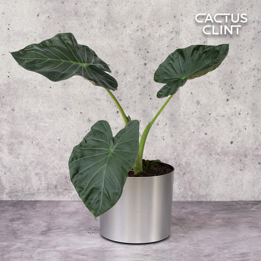 Alocasia 'Regal Shields' | Cactus Clint