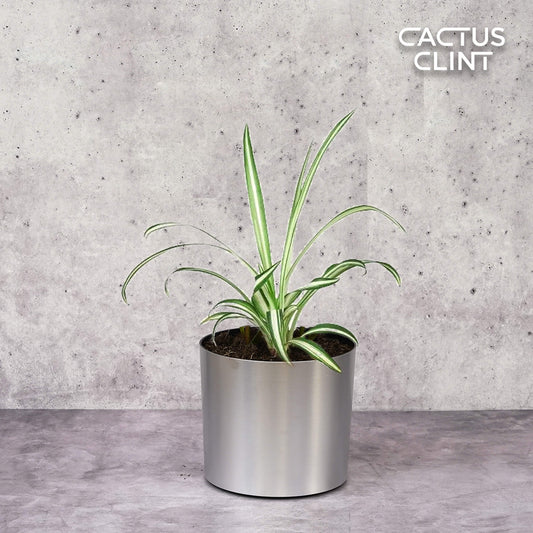Spider Plant Reverse | Cactus Clint
