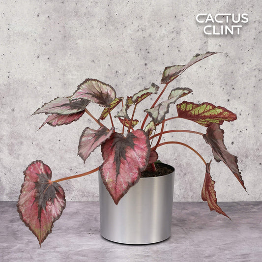 Begonia 'Rex' - 4" Pot | Cactus Clint