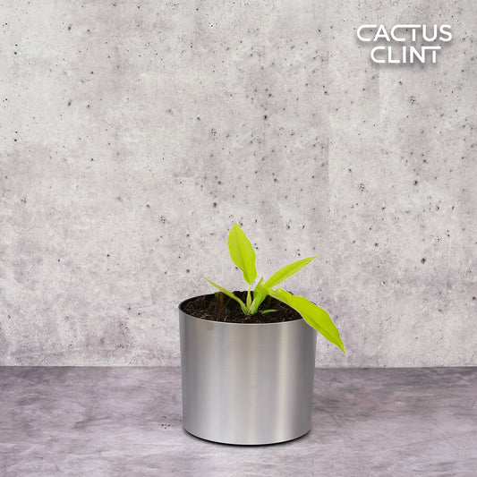 Philodendron 'Ring of Fire Gold' | Cactus Clint