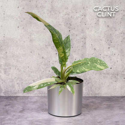 Philodendron Ring of Fire Variegated