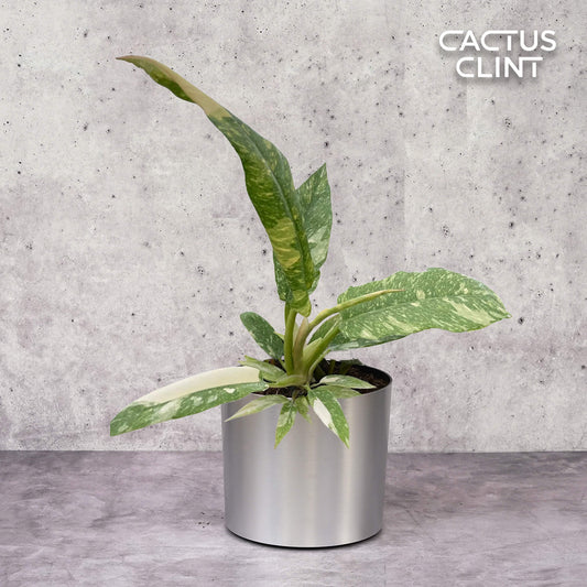 Philodendron Ring of Fire Variegated | Cactus Clint
