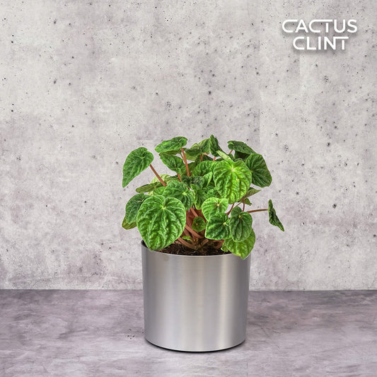 Peperomia 'Ripple' | Cactus Clint