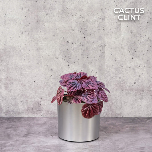 Peperomia 'Ripple Red' | Cactus Clint