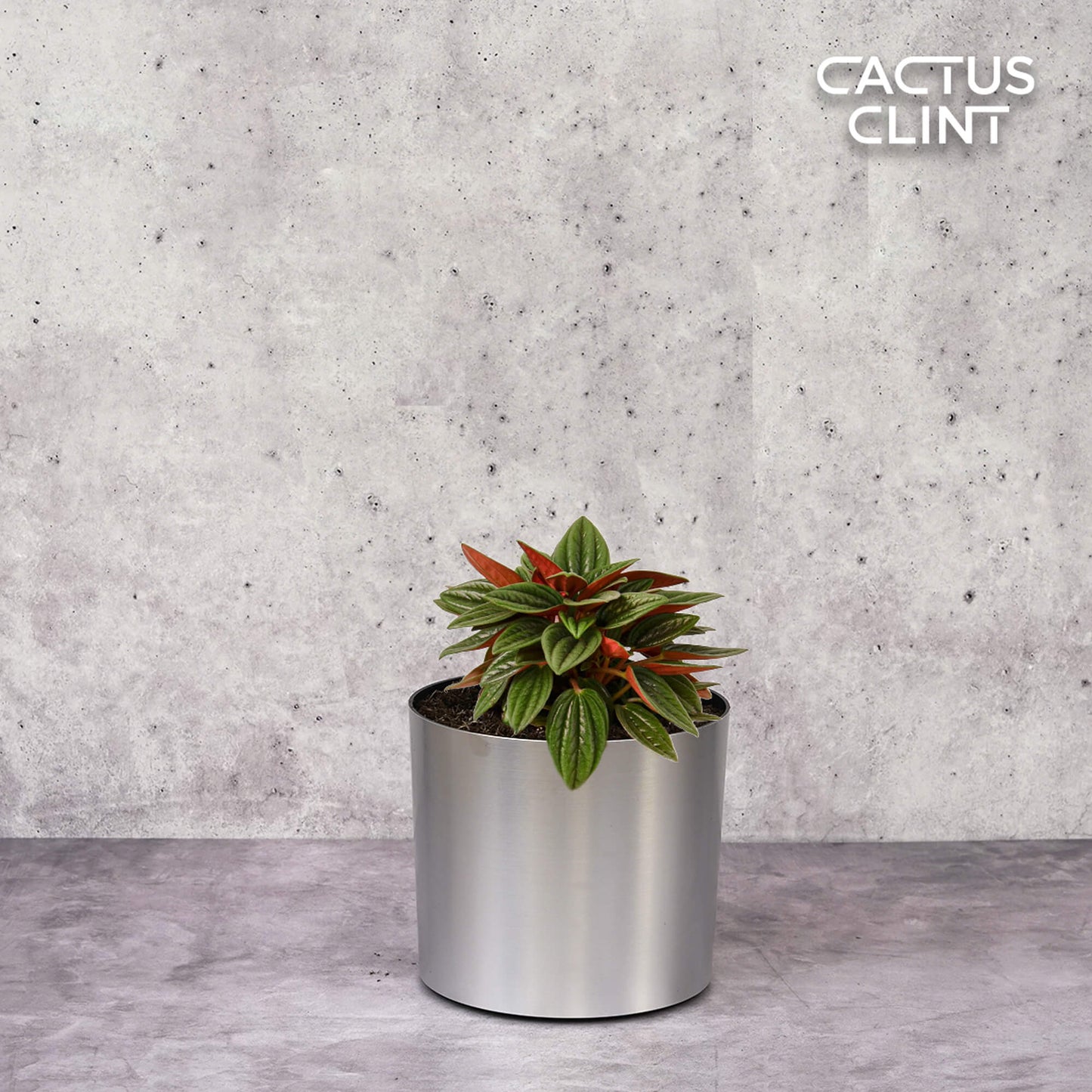 Peperomia Rosso | Cactus Clint