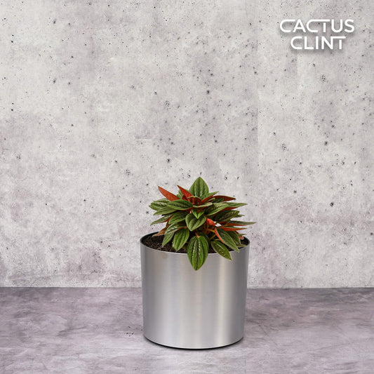 Peperomia Rosso | Cactus Clint