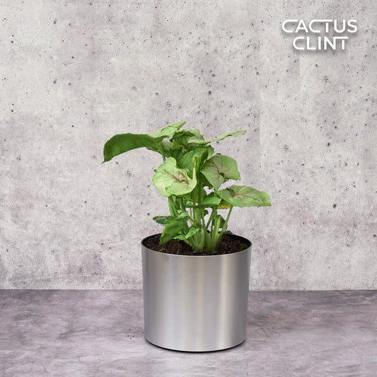 Syngonium Roxanna | Cactus Clint