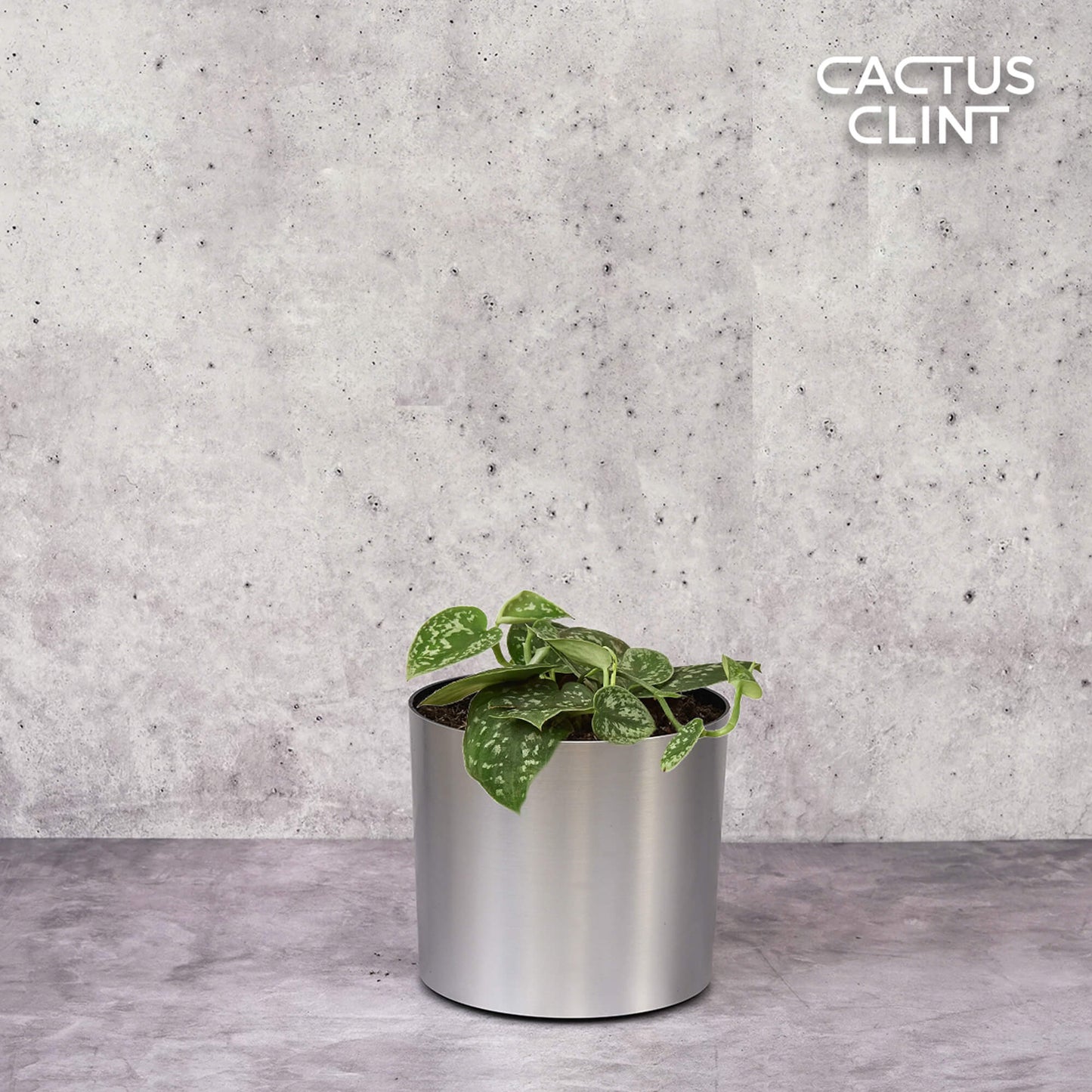Pothos 'Satin' | Cactus Clint