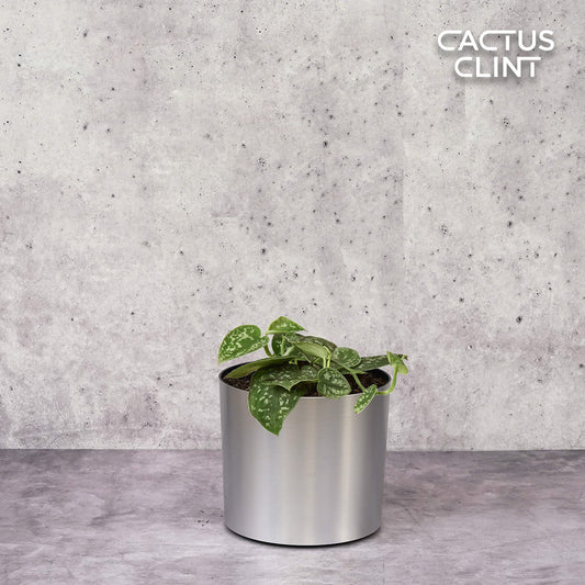 Pothos 'Satin' | Cactus Clint