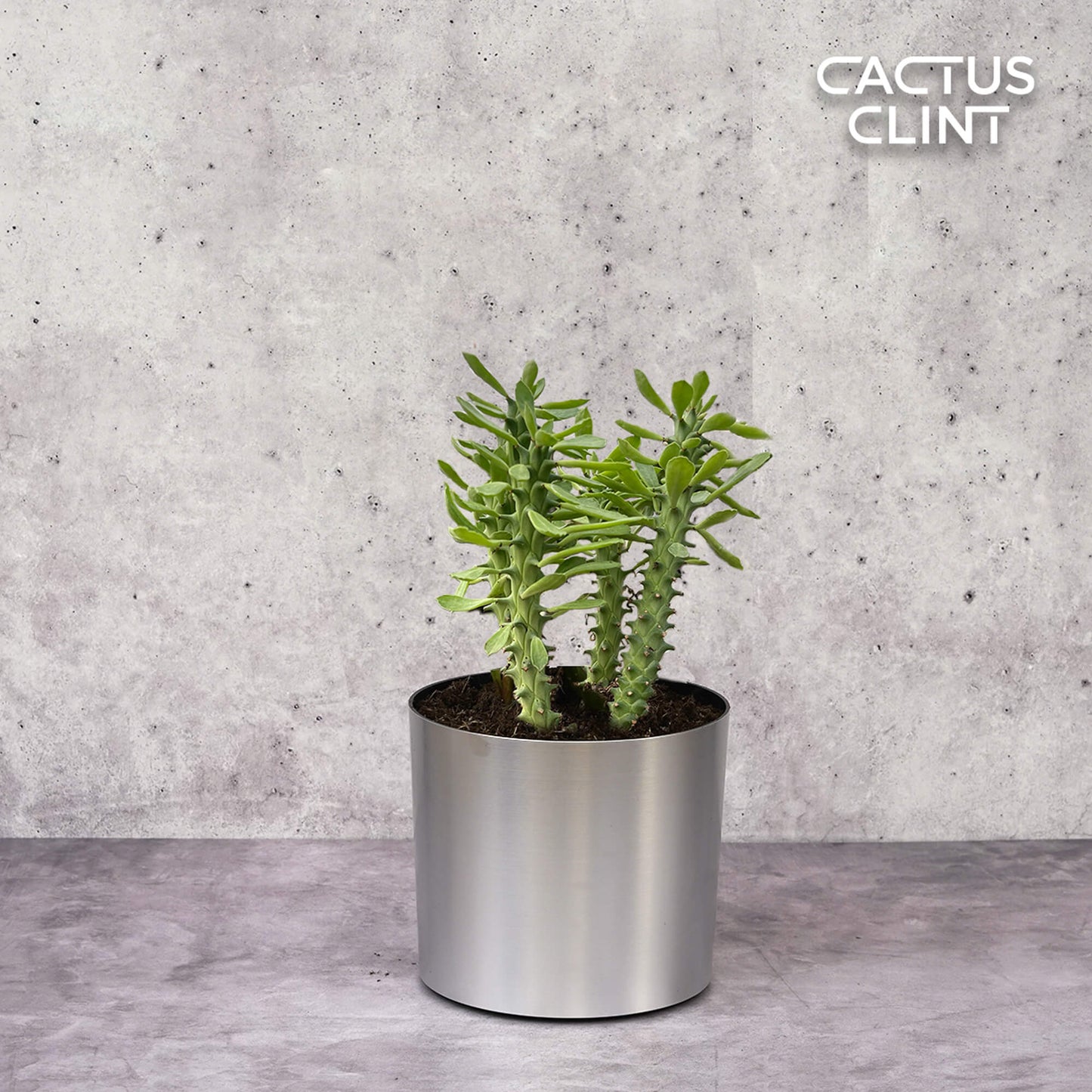 Euphorbia 'Sausage Spurge' | Cactus Clint
