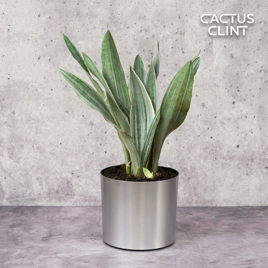 Snake Plant 'Sayuri' | Cactus Clint