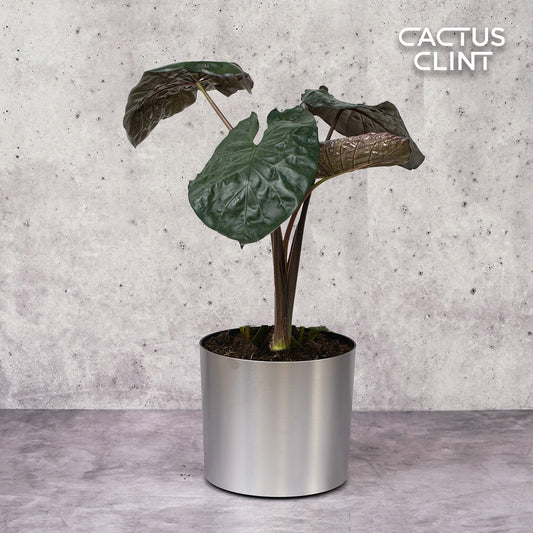 Alocasia 'Serendipity' | Cactus Clint