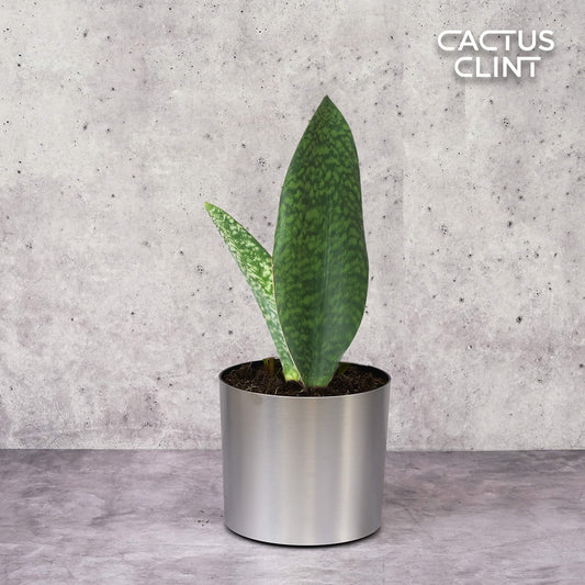 Shark Fin Snake Plant | Cactus Clint