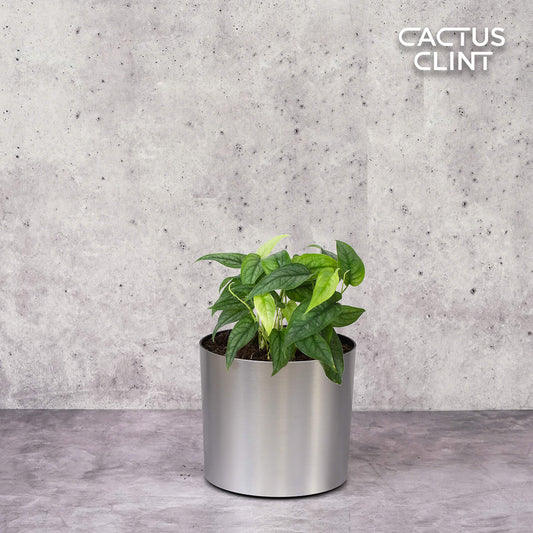 Monstera 'Siltepecana' | Cactus Clint