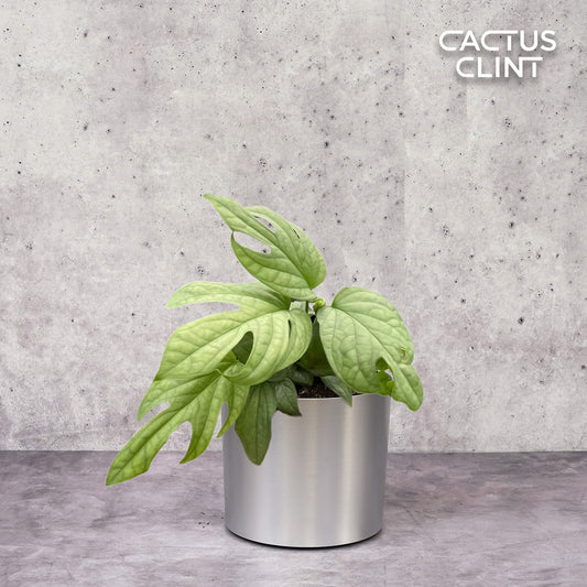 Amydrium 'Silver' | Cactus Clint