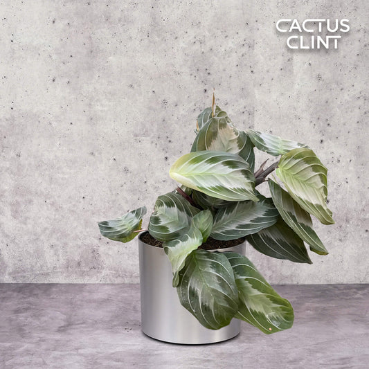 Maranta 'Silver Band' | Cactus Clint
